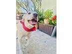 Adopt Roxy a Labrador Retriever / Mixed Breed (Medium) dog in Houston