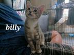 Adopt Billy a Gray or Blue Domestic Shorthair / Domestic Shorthair / Mixed cat