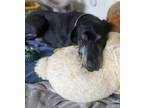 Adopt Max a Great Dane dog in Windsor, CO (38177825)