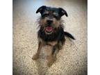 Adopt Jade a Black Schnauzer (Standard) / Mixed dog in Houston, TX (38404206)