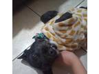 Adopt Coco (22) a Terrier