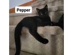 Adopt Pepper a All Black Domestic Shorthair / Mixed cat in Georgina