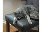 Adopt Angie a Gray or Blue Domestic Shorthair / Mixed (short coat) cat in Tinley