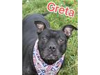 Adopt Greta a Black Terrier (Unknown Type, Small) / Mixed dog in Louisville