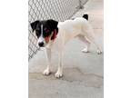 Adopt Jack a White Jack Russell Terrier / Mixed dog in Waupaca, WI (38387455)