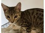 Adopt Cooper a Tiger Striped Tabby (short coat) cat in Southern Pines