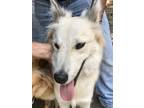Adopt Charlie-1 CP a White - with Black Shepherd (Unknown Type) / Collie dog in