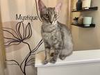 Adopt Mystique a Domestic Shorthair / Mixed (short coat) cat in El Dorado