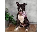 Adopt Poppy a Black American Pit Bull Terrier / Mixed dog in East ST Louis