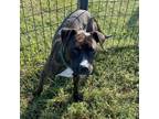 Adopt Noah a Brindle Mountain Cur / Terrier (Unknown Type