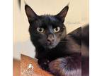 Adopt Meredith a All Black Domestic Shorthair / Mixed cat in Youngwood