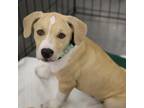 Adopt Galileo a Tan/Yellow/Fawn American Pit Bull Terrier / Australian Shepherd