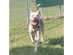 Adopt Blue Aka Enzo a White - with Tan, Yellow or Fawn Boxer / Mixed Breed
