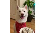 Adopt Ciel a White Siberian Husky / Mixed dog in Seattle, WA (38311449)