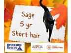 Adopt Sage a Domestic Shorthair / Mixed (short coat) cat in Lunenburg