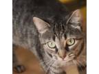 Adopt Millie a Gray or Blue Domestic Shorthair / Mixed cat in Oneonta