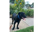 Adopt EVAN a Black Labrador Retriever / Flat-Coated Retriever / Mixed dog in ST