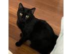 Adopt Blinky a All Black Domestic Shorthair (short coat) cat in New York