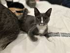 Adopt Murie a Gray or Blue (Mostly) Domestic Shorthair (short coat) cat in