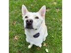 Adopt Luna a White - with Tan, Yellow or Fawn Shepherd (Unknown Type) / Mixed