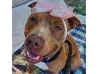 Adopt NALA* (Len's Dog) a American Pit Bull Terrier / Mixed dog in San Pablo