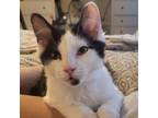 Adopt Oreo a All Black Domestic Mediumhair / Mixed cat in Georgina