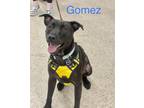 Adopt GOMEZ a Black Terrier (Unknown Type, Medium) / Mixed dog in Mandeville