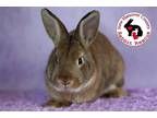Adopt Fergus a Agouti Lionhead / Mixed (medium coat) rabbit in Wilmington