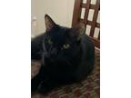 Adopt Bruce a All Black Bombay (medium coat) cat in Houston, TX (38370696)