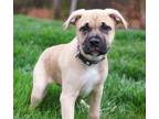 Adopt Ted Lasso litter - Flo Collins a Boxer