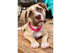 Adopt Ted Lasso litter- Rebecca Welton a Boxer