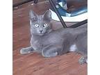 Adopt Lark a Gray or Blue Russian Blue (short coat) cat in Fairborn