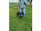 Adopt NOISEY a Black Labrador Retriever / Mixed Breed (Small) / Mixed dog in