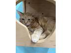 Adopt Rambler a Domestic Shorthair / Mixed (short coat) cat in Jim Thorpe