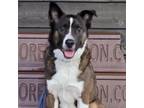 Adopt Lanner a Brown/Chocolate Cattle Dog / Border Collie / Mixed dog in Pequot