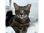 Adopt David a Gray, Blue or Silver Tabby Domestic Shorthair (short coat) cat in