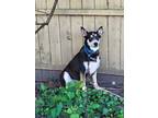 Adopt Zelda a Carolina Dog / Mixed dog in Bloomington, IN (38210634)