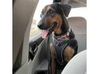 Adopt Baby a Black Doberman Pinscher / German Shepherd Dog / Mixed dog in