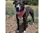 Adopt Otis a Black Pit Bull Terrier / Mixed dog in Show Low, AZ (38287345)