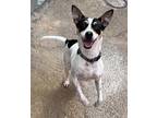 Adopt Roux a White Jack Russell Terrier / Mixed dog in New Orleans