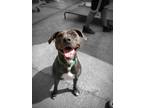 Adopt PANDA a Brown/Chocolate American Staffordshire Terrier / Labrador