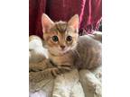 Adopt Hera Bowers a Brown Tabby Domestic Shorthair (short coat) cat in