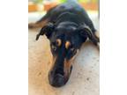 Adopt Candi a Black - with Tan, Yellow or Fawn Shepherd (Unknown Type) / Mixed