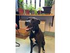 Adopt ROXIE a Black Labrador Retriever / Mixed dog in Plain City, OH (38250414)