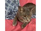 Adopt Ziggy a Gray or Blue Domestic Shorthair / Mixed cat in Sherman