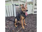 Adopt Lucky a Black German Shepherd Dog / Mixed Breed (Large) / Mixed dog in