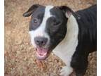 Adopt June Bug 23 a Mixed Breed (Medium) / Mixed dog in Brookhaven
