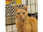Adopt Charlie a Orange or Red Domestic Shorthair / Mixed cat in East Smithfield