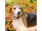 Adopt Lana a Brown/Chocolate Coonhound / Foxhound / Mixed dog in Durham