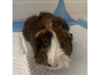 Adopt Macey a Guinea Pig small animal in Miami, FL (37785541)